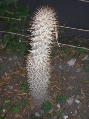 Pachypodium lamerei