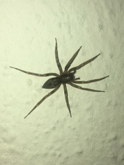 Liocranum rupicola