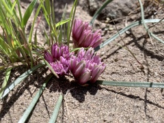 Allium parvum