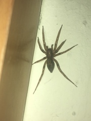 Liocranum rupicola