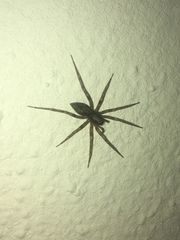 Liocranum rupicola