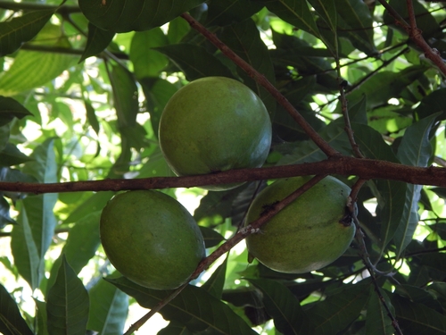Foto de Fruta Abil