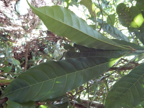 Foto de Fruta Abil