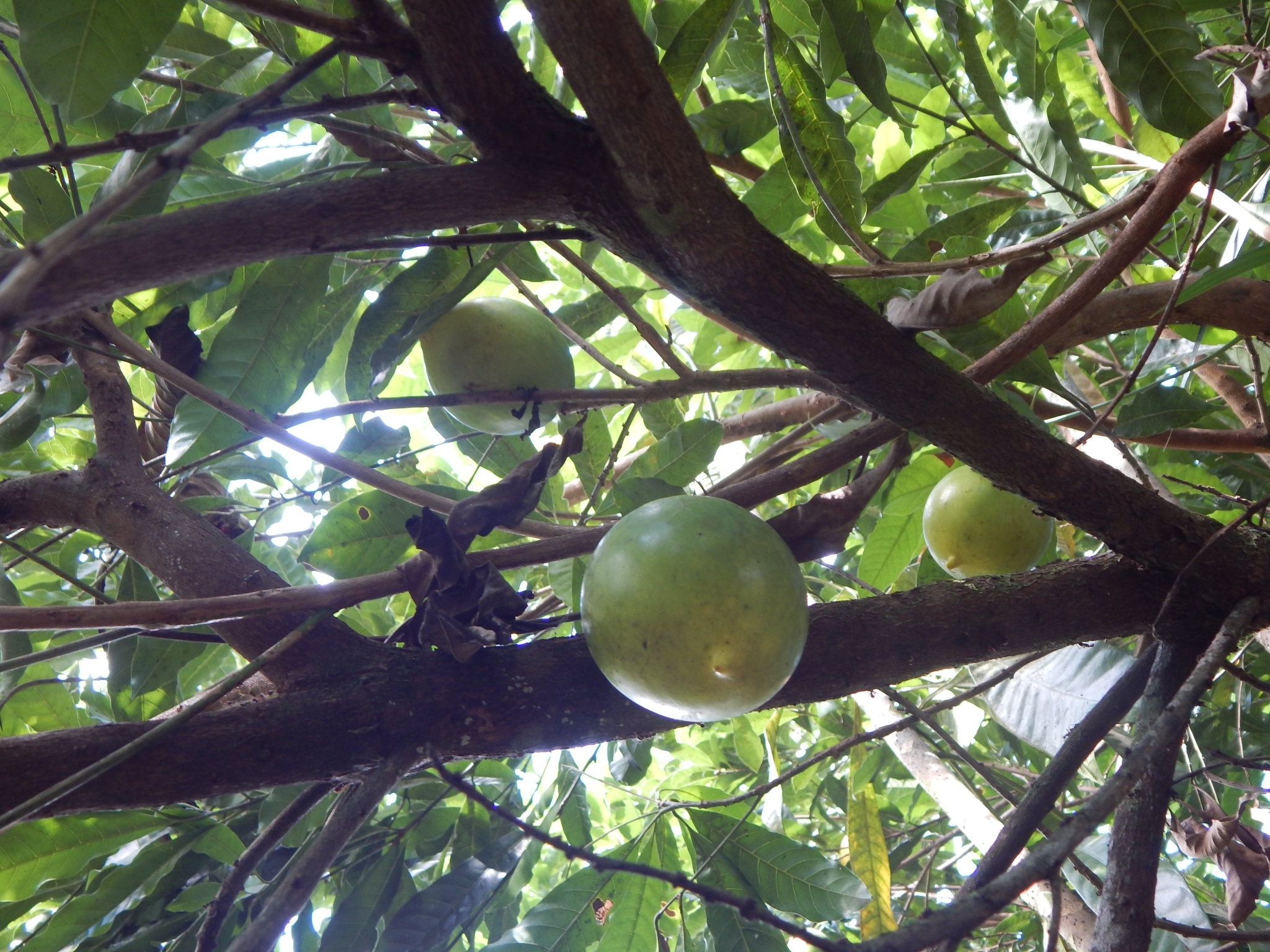Imagem de Fruta Abil