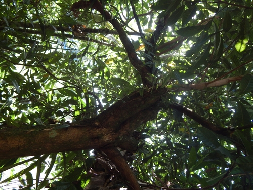 Foto de Fruta Abil