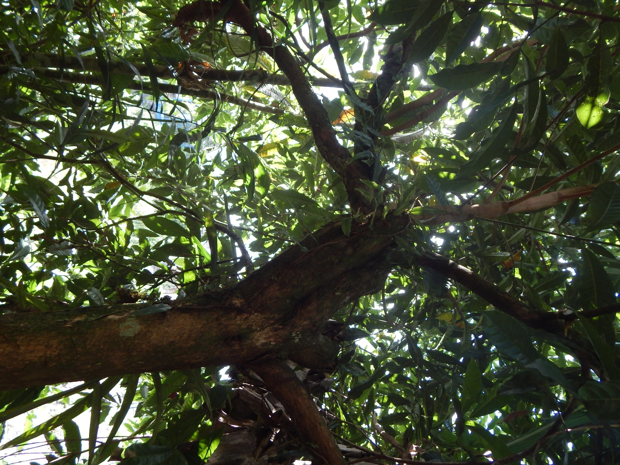 Imagem de Fruta Abil