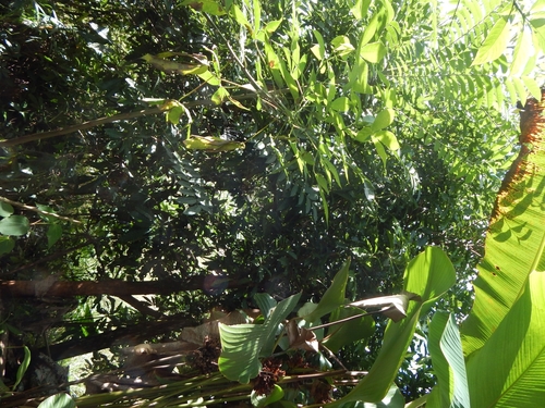 Foto de Fruta Abil