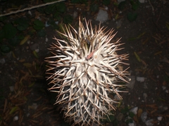 Pachypodium lamerei