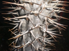 Pachypodium lamerei