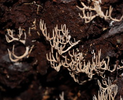 Phaeoclavulina ochracea