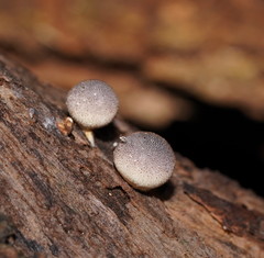 Lycoperdon subincarnatum