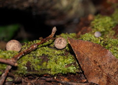 Lycoperdon subincarnatum