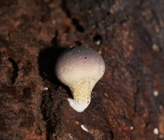 Lycoperdon subincarnatum