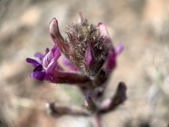 Astragalus malacus