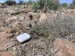 Astragalus malacus