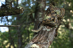 Cincuate Bull Snake photo 2