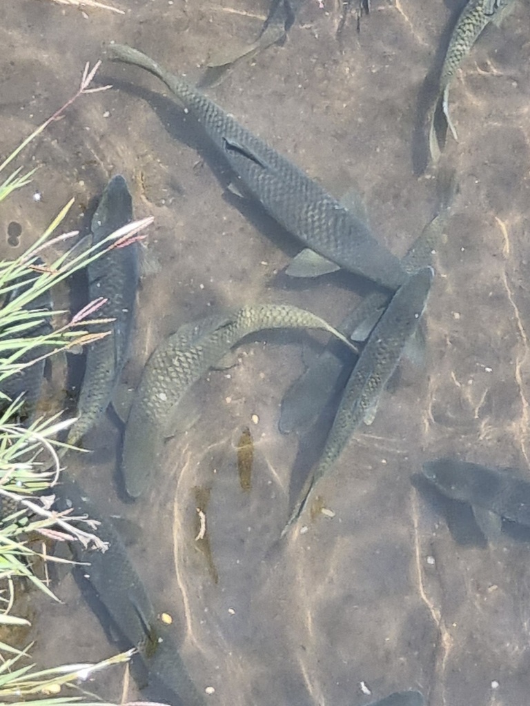 Smallmouth Yellowfish