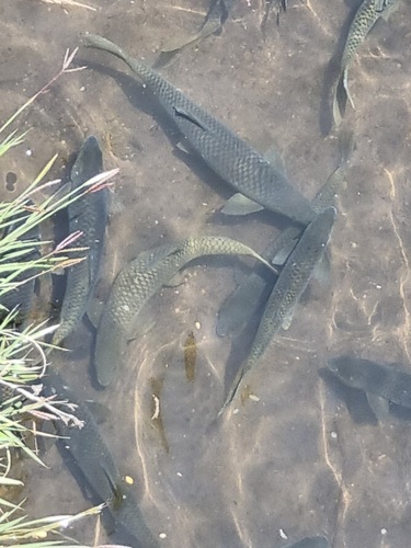 Clanwilliam yellowfish (Labeobarbus aeneus) — Cyprinidae — 4