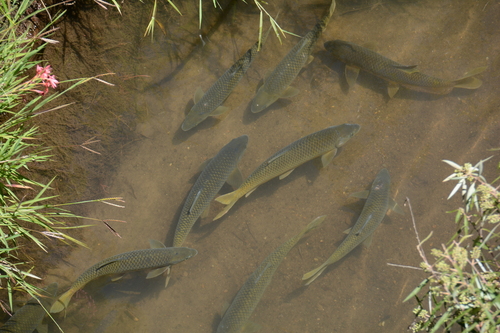 Clanwilliam yellowfish (Labeobarbus aeneus) — Cyprinidae — 3
