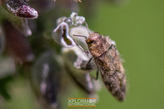 Acmaeodera labyrinthica