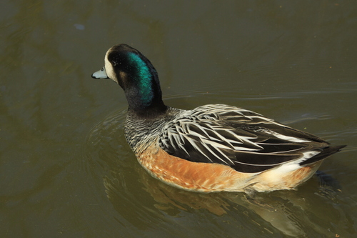 Canard de Chiloé