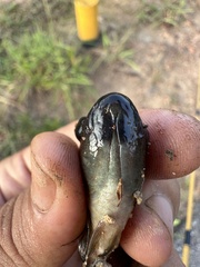 Double Lipspot Mouthbrooder photo 5
