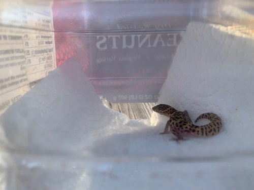 Texas Banded Gecko