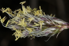 Sesleria albicans