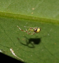 Miagrammopes flavus