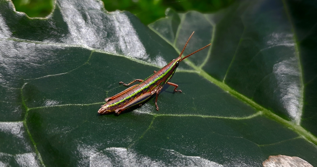 Ambositracris morati