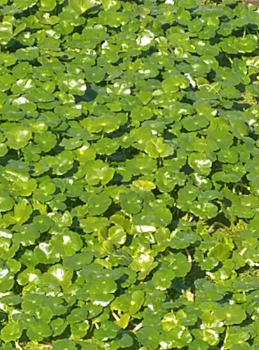 Water Pennywort foliage