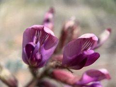 Astragalus malacus