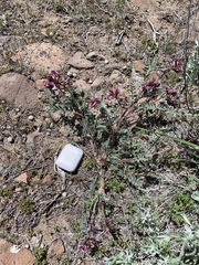 Astragalus malacus