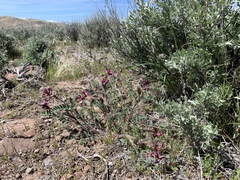 Astragalus malacus