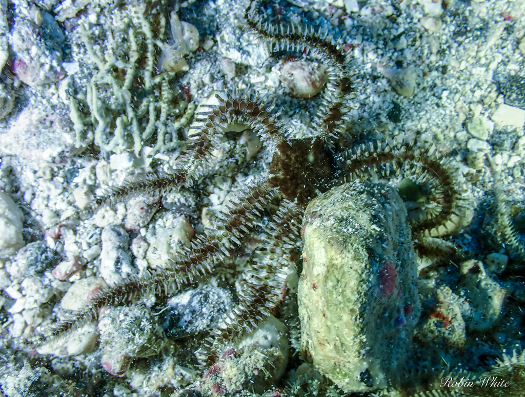 Blunt-spined Brittle Star