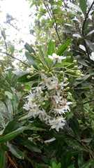 Drimys granadensis