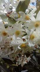 Drimys granadensis