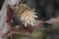 Petasites paradoxus