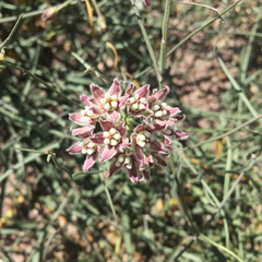 Funastrum