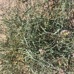 Funastrum
