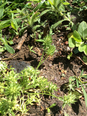 Ceratocephala testiculata