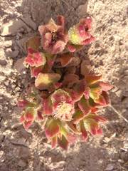 Mesembryanthemum crystallinum