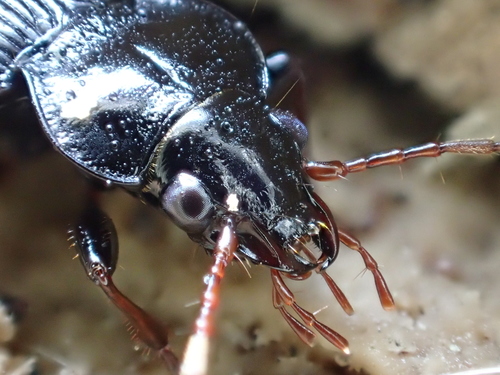 European Gazelle Beetle
