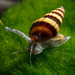Assassin Snail - Photo (c) Peter Pfeiffer, some rights reserved (CC BY-SA)