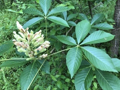 Aesculus sylvatica