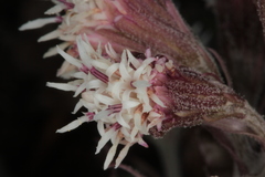 Petasites paradoxus