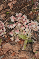 Petasites paradoxus