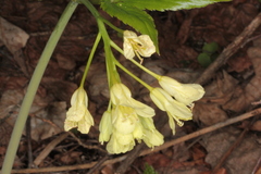 Cardamine enneaphyllos