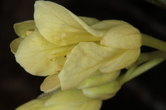 Cardamine enneaphyllos