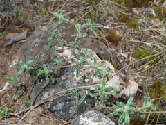 Helianthemum hirtum